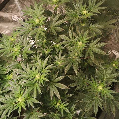 Grandaddy black growlog timeline photo