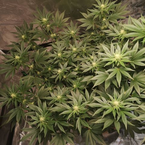 Northern Lights #5 growlog timeline photo