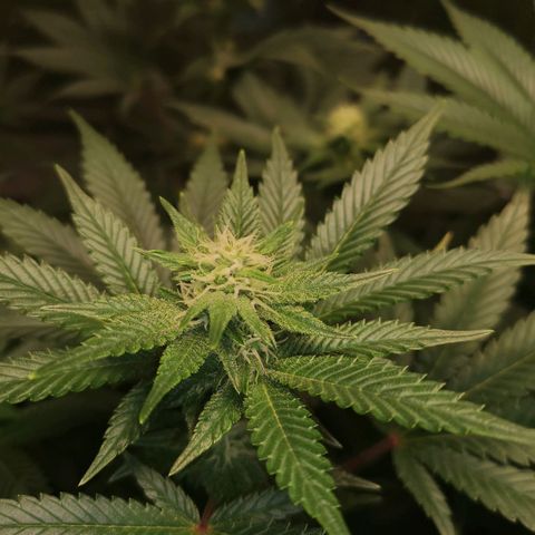 Northern Lights #5 growlog timeline photo