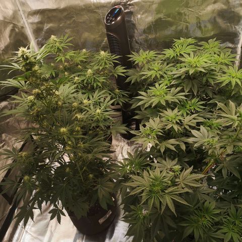 Europa Auto growlog timeline photo
