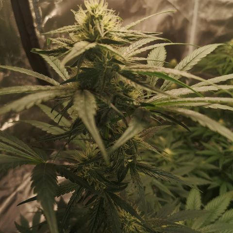 Banana hammock auto  growlog timeline photo