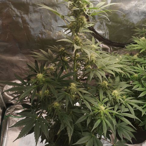 Banana hammock auto  growlog timeline photo