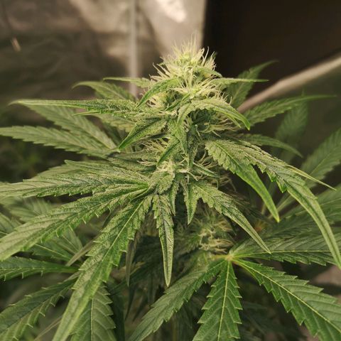 Banana hammock auto  growlog timeline photo