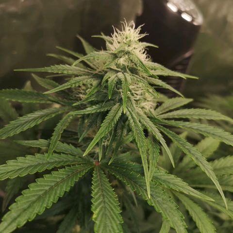 Europa Auto growlog timeline photo