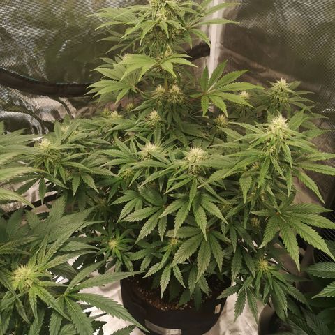 Europa Auto growlog timeline photo