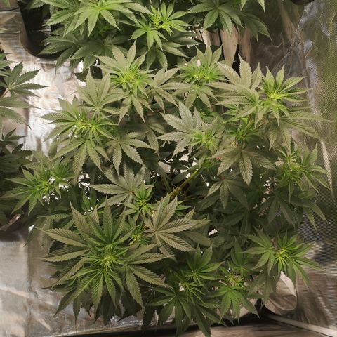 10th Planet growlog timeline photo