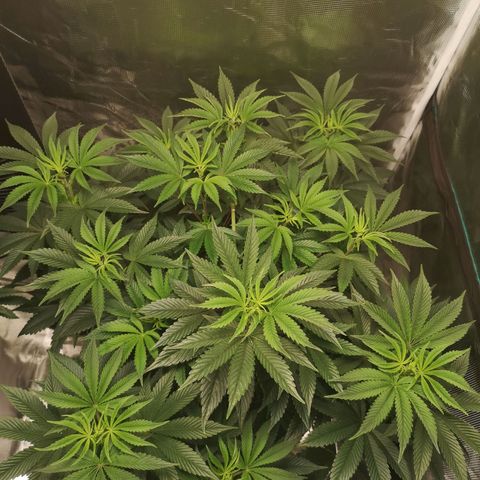 O. K. C growlog timeline photo