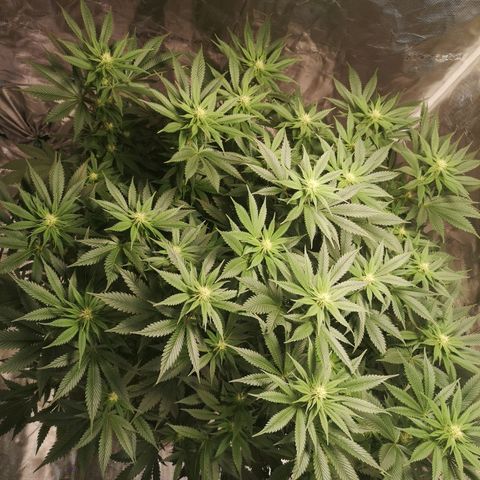 Cheese growlog timeline photo