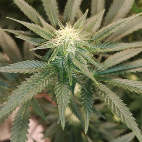 Northern Lights #5 growlog timeline photo