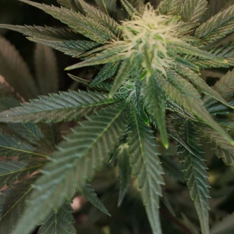 Northern Lights #5 growlog timeline photo