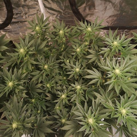 Northern Lights #5 growlog timeline photo