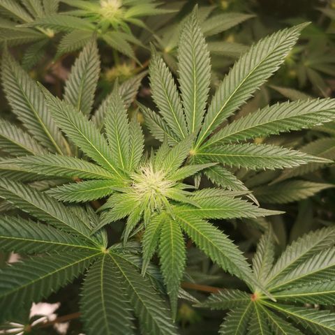 Grandaddy black growlog timeline photo