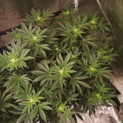 Grandaddy black growlog timeline photo