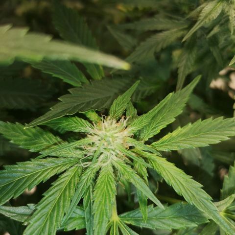 Europa Auto growlog photo: The bud closeat to the fan