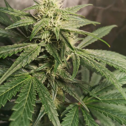 Banana hammock auto  growlog timeline photo