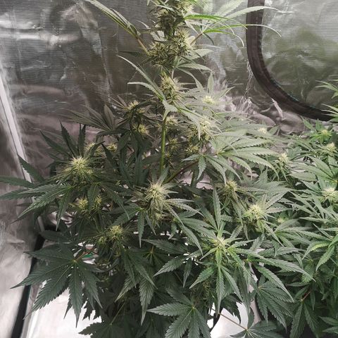 Banana hammock auto  growlog timeline photo