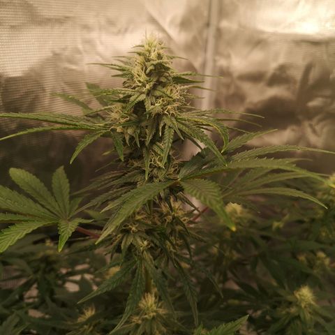 Europa Auto growlog timeline photo