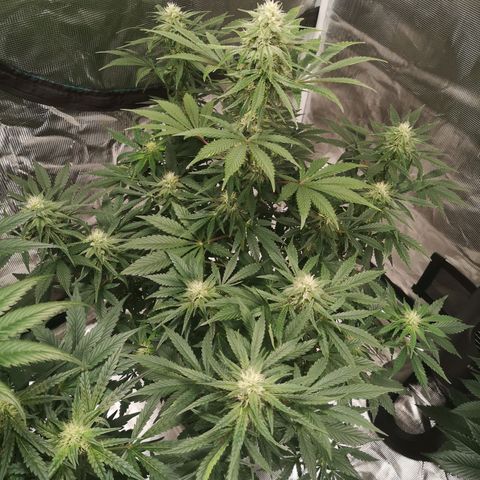 Europa Auto growlog timeline photo