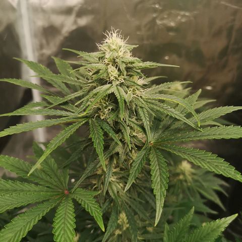 Europa Auto growlog timeline photo