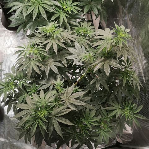 10th Planet growlog timeline photo