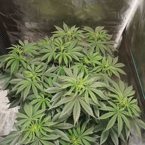 O. K. C growlog timeline photo