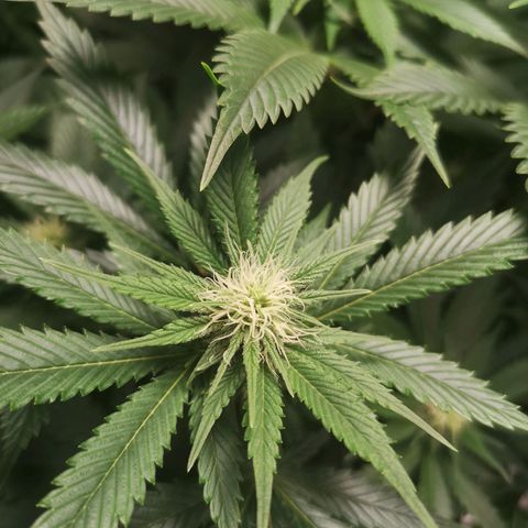 Cheese growlog timeline photo