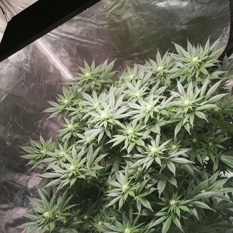 Cheese growlog timeline photo