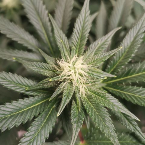 Northern Lights #5 growlog timeline photo