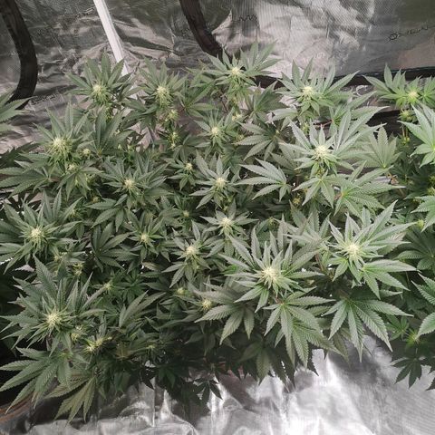 Northern Lights #5 growlog timeline photo