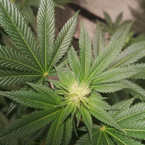 Grandaddy black growlog timeline photo