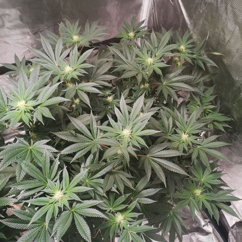 Grandaddy black growlog timeline photo