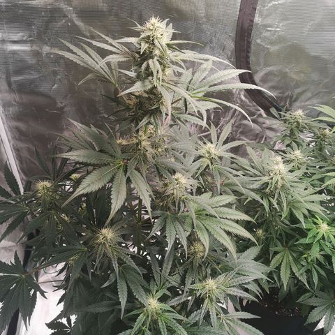 Banana hammock auto  growlog timeline photo
