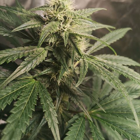 Banana hammock auto  growlog timeline photo