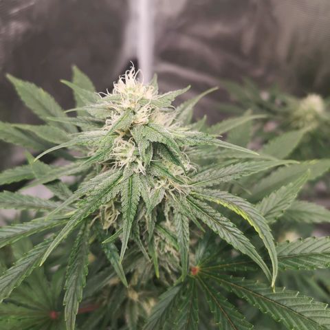 Europa Auto growlog timeline photo