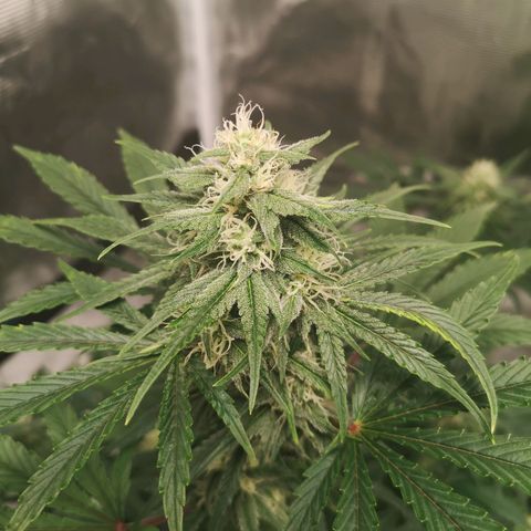 Europa Auto growlog timeline photo