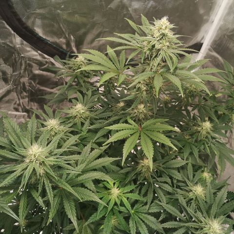 Europa Auto growlog timeline photo