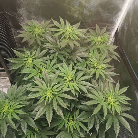 O. K. C growlog timeline photo