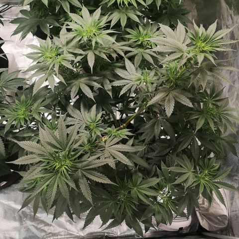 10th Planet growlog timeline photo