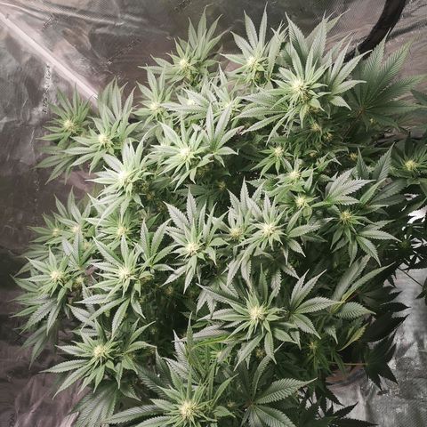 Cheese growlog timeline photo