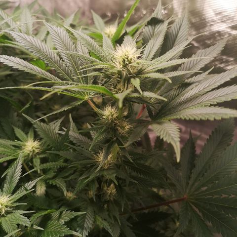 Cheese growlog timeline photo