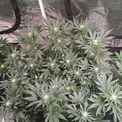 Northern Lights #5 growlog timeline photo