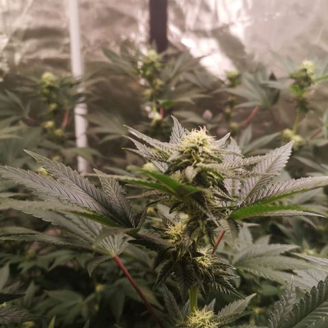 Northern Lights #5 growlog timeline photo