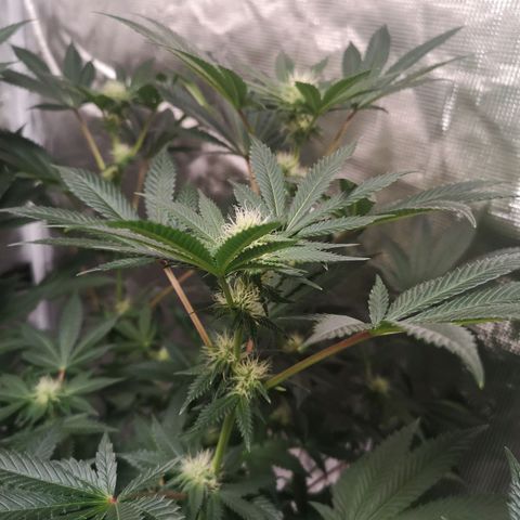 Grandaddy black growlog timeline photo