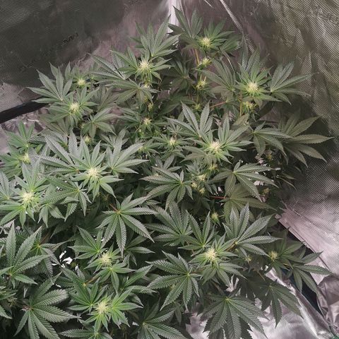 Grandaddy black growlog timeline photo