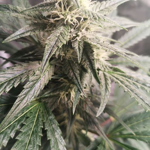 Banana hammock auto  growlog timeline photo