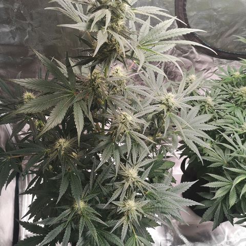 Banana hammock auto  growlog timeline photo