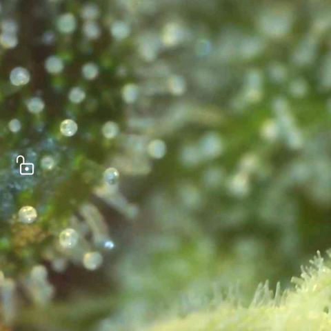 Europa Auto growlog timeline photo