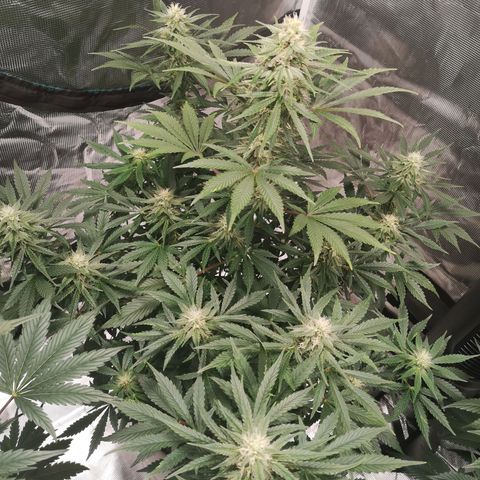 Europa Auto growlog timeline photo