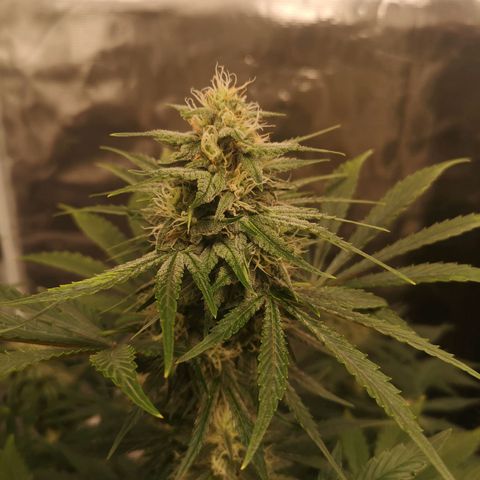 Europa Auto growlog timeline photo