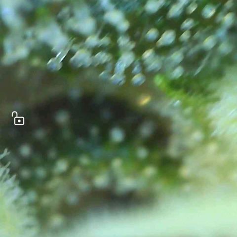 Europa Auto growlog timeline photo